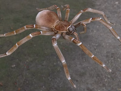 Brown Reptile With Long Striped Legs Crawling On Rocky Ground Surface 3d model Brown Reptile With Long Striped Legs Crawling On Rocky Ground Surface 3d model