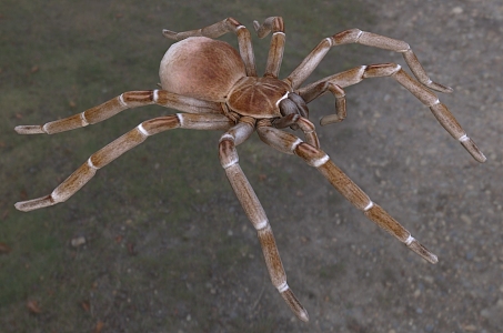 Goliath eating bird spider insect animal creature 3d model