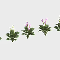 Potted Indoor Plants With White And Pink Flowers And Green Leaves Arranged In A Row