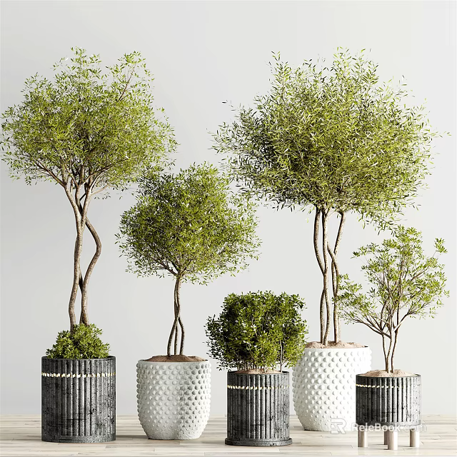 Bonsai Plants With Unique Trunk Shapes Lush Green Foliage And Decorative Planters 3d model 