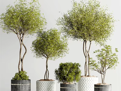 Bonsai Plants With Unique Trunk Shapes Lush Green Foliage And Decorative Planters 3d model