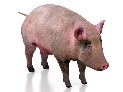 Pork Pig Piggy Domestic Pork Pig 3d model