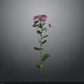 Single Stem Plant With Pink Flowers And Green Leaves On Gray Background