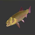 Fresh Rainbow Trout Fish With Pink Stripe And Black Spots For Daily Life Food Product