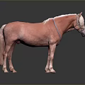 Light Pink Horse Standing Against Dark Background With Reflective Surface And Bridle