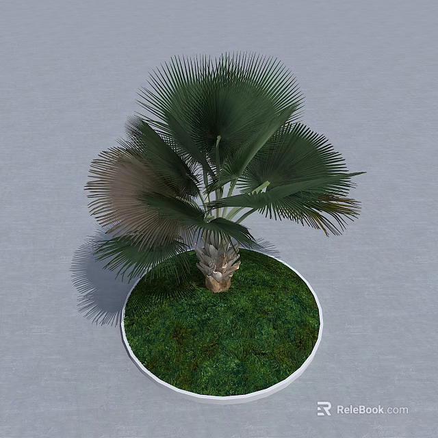 Lush Palm Tree With Palmate Leaves In Circular Pot And Green Grass On Gray Background 3d model 