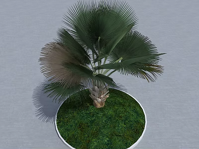 Lush Palm Tree With Palmate Leaves In Circular Pot And Green Grass On Gray Background 3d model