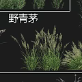 Different Types of Garden Grasses Including Hakone Grass Lavender Wild Bluegrass and Wild Oat