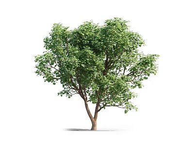 Lush Green Arbor Tree With Dense Foliage And Strong Trunk 3d model