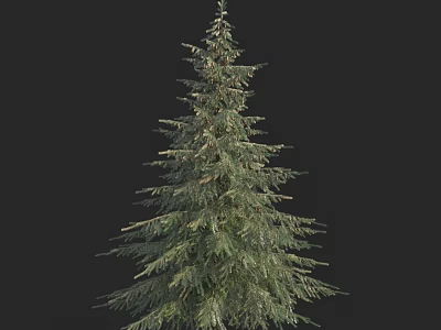 Elegant Tall Evergreen Arbor With Lush Green Foliage And Natural Growth 3d model