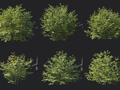 Six Different Lush Green Foliage Shrubs Varieties for Garden Landscaping Design 3d model