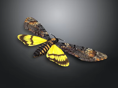 Vibrant Moth With Yellow And Black Patterned Spread Wings Isolated On Dark Background 3d model