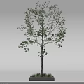 Ornamental Leafy Tree With Green Foliage Slender Trunk In Rectangular Concrete Planter