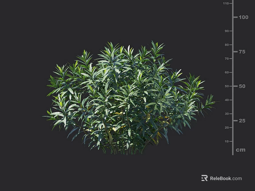 Green Shrub With Dense Lush Green Leaves And 100cm Height Measurement 3d model 