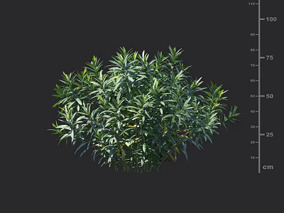Green Shrub With Dense Lush Green Leaves And 100cm Height Measurement 3d model