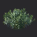 Green Shrub With Dense Lush Green Leaves And 100cm Height Measurement