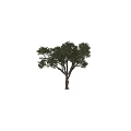 Tree Pit With Lush Green Tree And Natural Urban Landscape Design