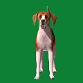 Cute Standing Dog With Brown Black White Fur Against Green Background