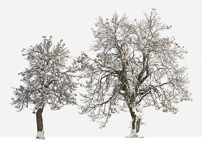 tree big tree plant winter tree snow tree 3d model