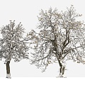 tree big tree plant winter tree snow tree 3d model