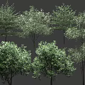 Various Arbor Trees With Lush Green Foliage And Different Growth Shapes