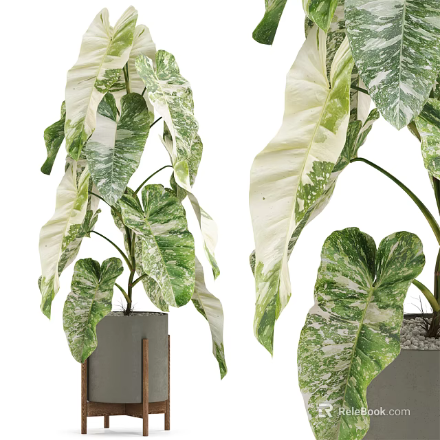 Potted Plant With Variegated Green And White Large Leaves In Modern Gray Planter 3d model 