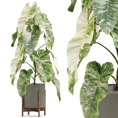 Potted Plant With Variegated Green And White Large Leaves In Modern Gray Planter 3d model