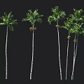 Tall Palm Trees With Slender Trunks Green Fronds And Fruits On Black Background