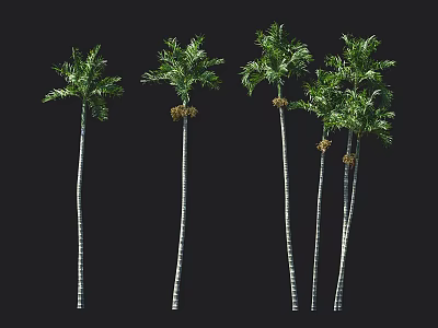 Tall Palm Trees With Slender Trunks Green Fronds And Fruits On Black Background 3d model