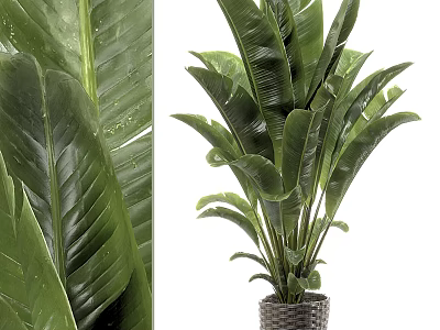 Lush Tropical Potted Plant With Large Green Leaves In Woven Basket Pot 3d model