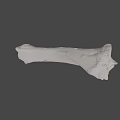 Detailed White Long Bone Skeletal Specimen Isolated on Black Background