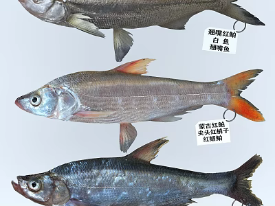 Various Aquatic Fish Species Including Topmouth Culter Mongolian Culter And Sharphead Minnow With Distinctive Appearance 3d model
