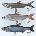 Various Aquatic Fish Species Including Topmouth Culter Mongolian Culter And Sharphead Minnow With Distinctive Appearance