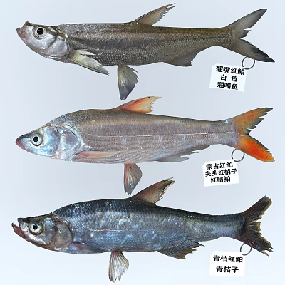 Various Aquatic Fish Species Including Topmouth Culter Mongolian Culter And Sharphead Minnow With Distinctive Appearance 3d model