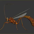 Orange Red Insect With Transparent Wings And Long Antennae On Dark Background