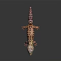 Leopard Gecko With Orange Limbs And Black Spotted Orange Body On Dark Background