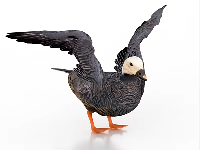 Dark Bodied White Headed Bird With Spread Wings And Orange Feet On White Background 3d model