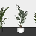 Three Potted Green Plants In White And Gray Pots On Gray Floor With White Wall
