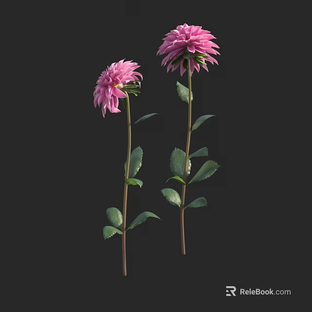 Two Pink Dahlias With Green Stems And Leaves On Black Background 3d model 