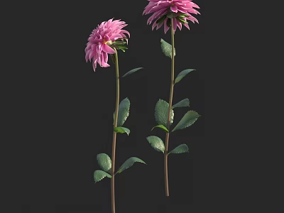Two Pink Dahlias With Green Stems And Leaves On Black Background 3d model