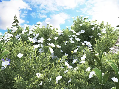 Lush Green Shrub With White Flowers And Green Leaves Against Blue Sky And White Clouds 3d model