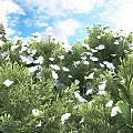 Lush Green Shrub With White Flowers And Green Leaves Against Blue Sky And White Clouds