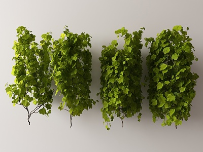 Modern Vine 3d model