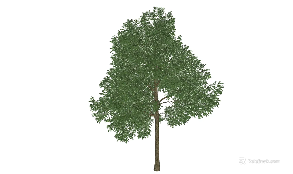 Tall Healthy Arbor With Lush Green Foliage And Strong Straight Trunk 3d model 