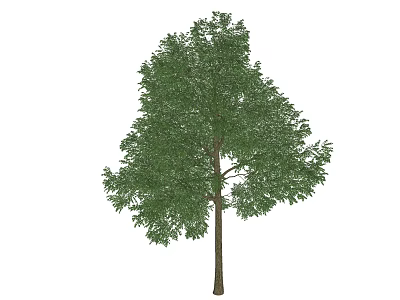 Tall Healthy Arbor With Lush Green Foliage And Strong Straight Trunk 3d model