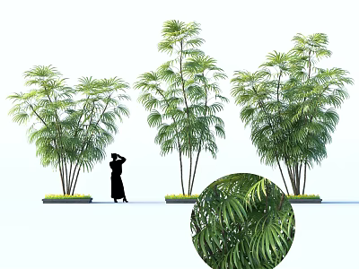 Three Tall Tropical Plants With Human Silhouette And Detailed Leaf Closeup 3d model