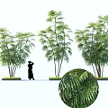 Three Tall Tropical Plants With Human Silhouette And Detailed Leaf Closeup