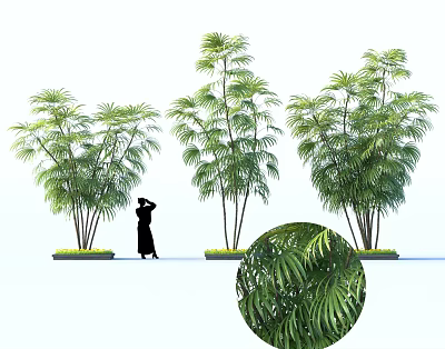 Three Tall Tropical Plants With Human Silhouette And Detailed Leaf Closeup 3d model