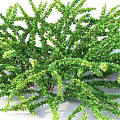 Green Shrubs With Lush Foliage And Various Sizes For Garden Landscaping