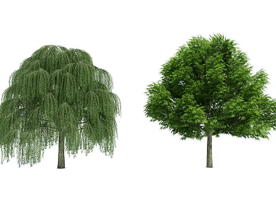Two Different Arbor Trees With Drooping Branches And Round Canopy Lush Green Leaves 3d model